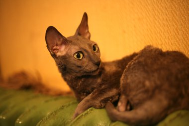 Cornish Rex