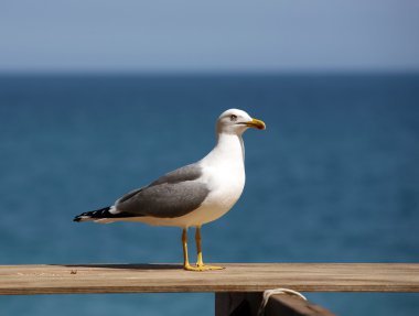 Seagull clipart