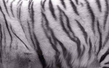 White tiger clipart