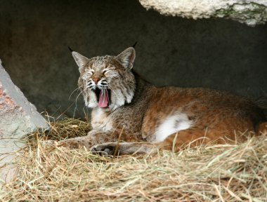 Yawning lynx clipart