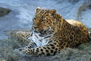 leopar