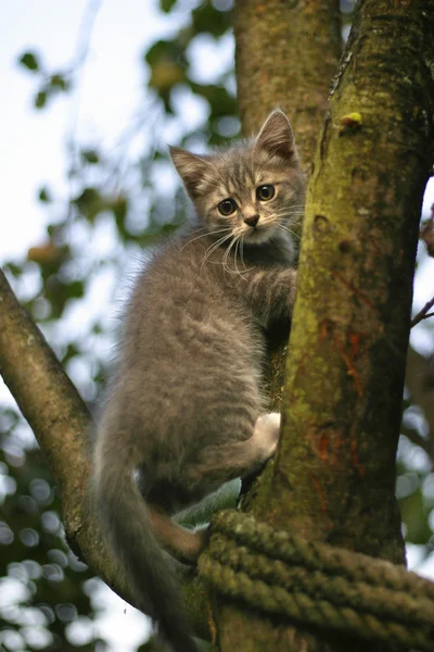 Γατάκι σε δέντρο — Φωτογραφία Αρχείου