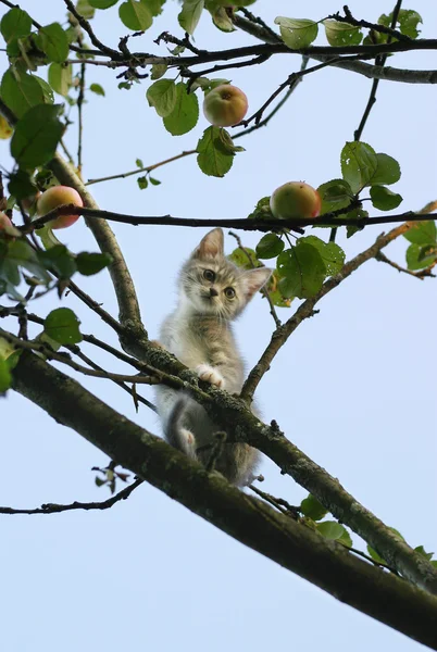 Kätzchen auf einem Baum — Stockfoto