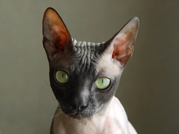 Портрет кошки — стоковое фото