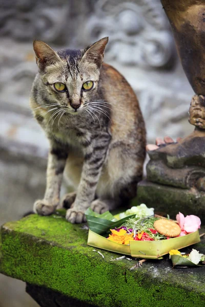 Kot Bali — Zdjęcie stockowe