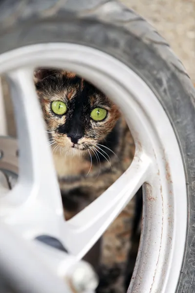 stock image Scared cat