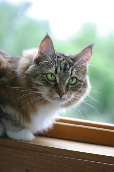 Kedi kız — Stok fotoğraf