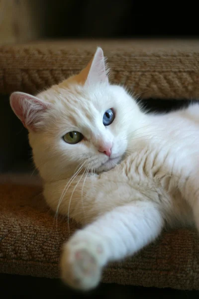 用不同的眼睛猫的肖像 — 图库照片