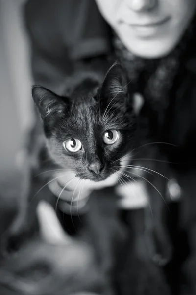 Cat by name Amely — Zdjęcie stockowe