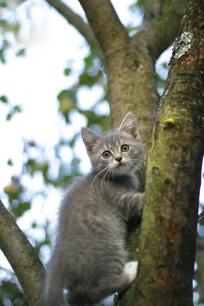 나무 위에 있는 새끼 고양이 — 스톡 사진