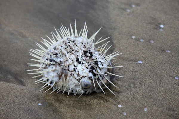 Sea hedgehog — Stock Photo, Image