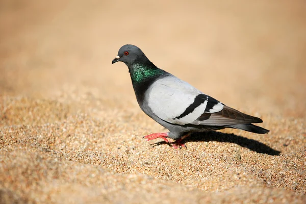 The pigeon — Stock Photo, Image