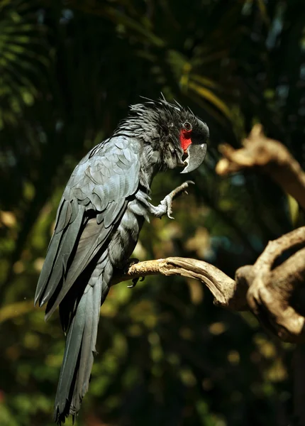 Чёрный попугай — стоковое фото