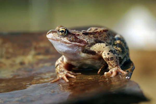 stock image Frog