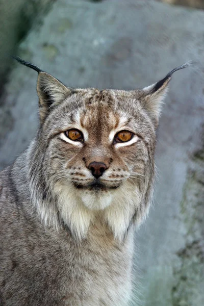 Lynx, шукає — стокове фото