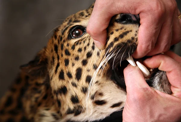 Leopardo furioso —  Fotos de Stock