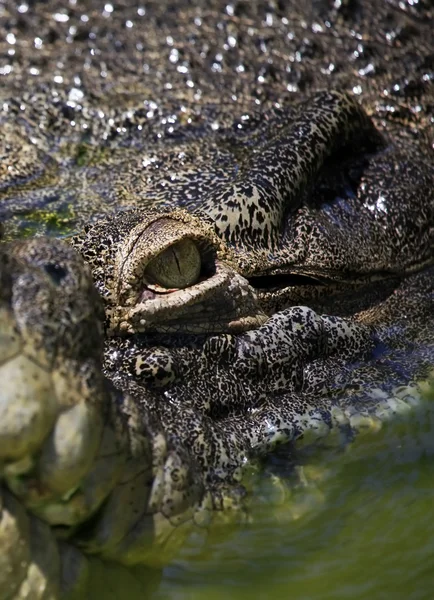 Ögat krokodil — Stockfoto