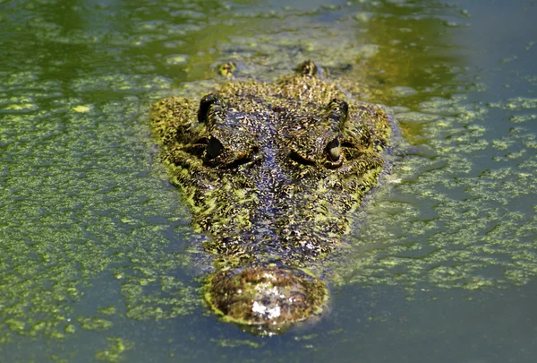 stock image Crocodile