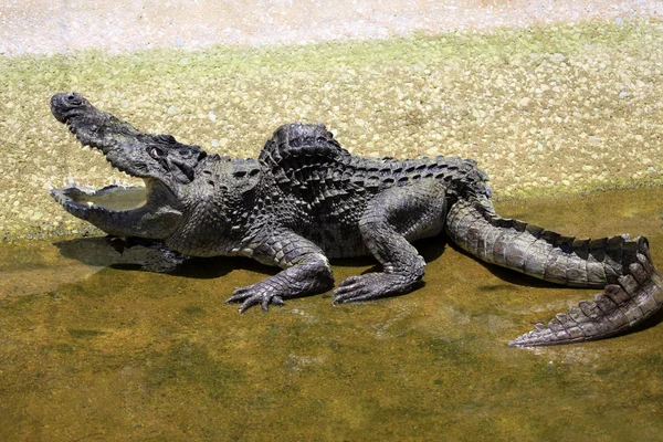Stary krokodyl — Zdjęcie stockowe