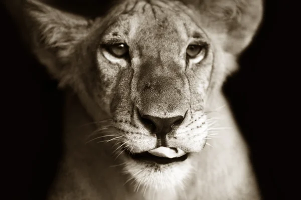 Panthera Leo — Zdjęcie stockowe