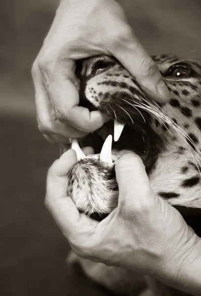 Furious леопард — стокове фото