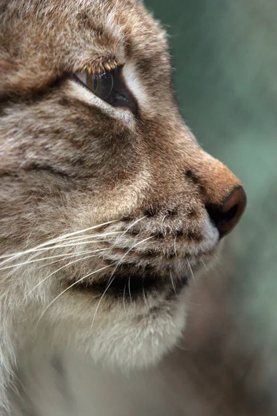 Portret bobcat — Zdjęcie stockowe