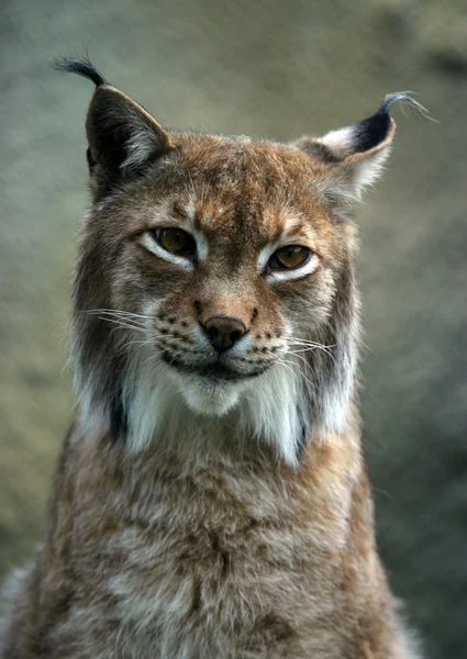 Portret lynx — Zdjęcie stockowe