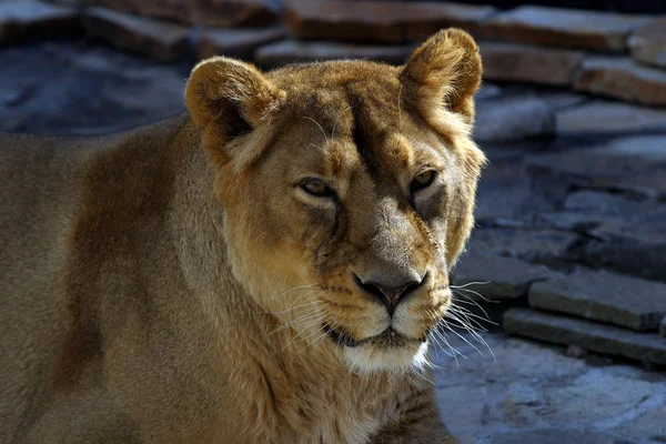 Dişi aslan. Panthera leo — Stok fotoğraf