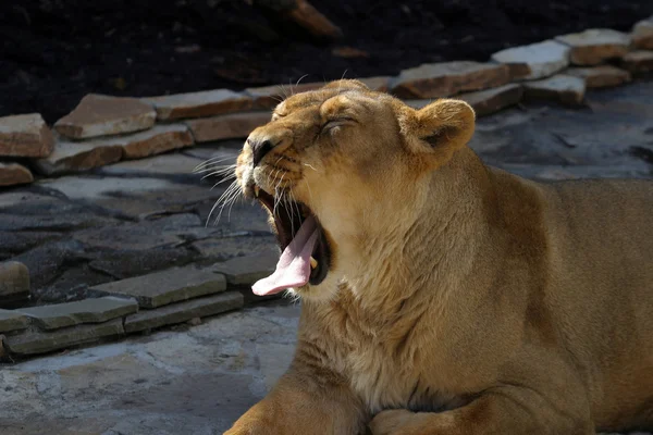 Leonessa. Panthera leo — Foto Stock