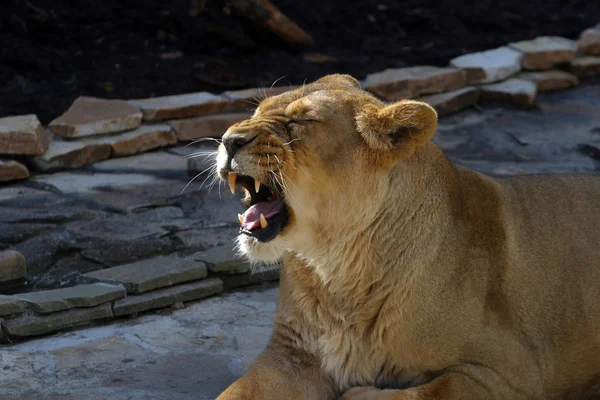 Dişi aslan. Panthera leo — Stok fotoğraf