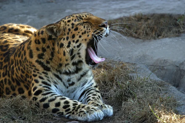 Esneme leopar — Stok fotoğraf