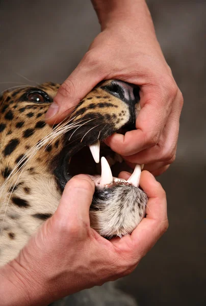 Öfkeli leopar — Stok fotoğraf
