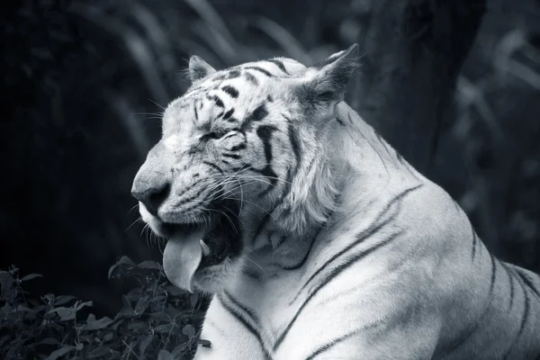 Vit tiger — Stockfoto