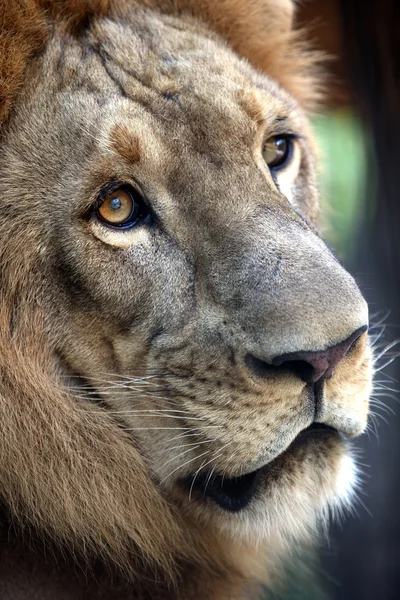 Rei - leão — Fotografia de Stock