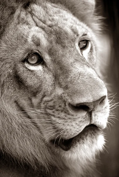 Rey león —  Fotos de Stock