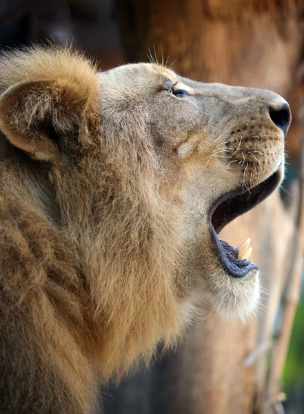 Kral - aslan — Stok fotoğraf