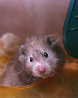 Grey hamster clipart