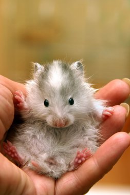 Small hamster - 7 clipart