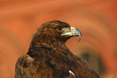 Portrait of an eagle clipart