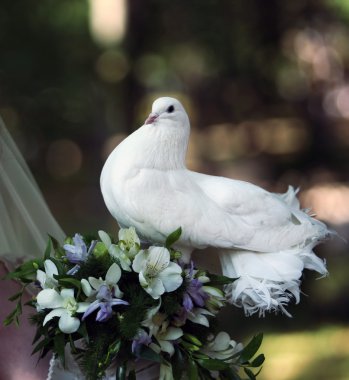 Wedding pigeon clipart