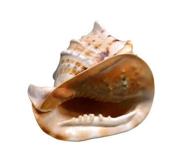 cockleshells