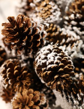 Pine cones clipart