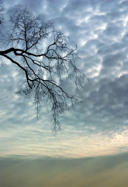 Çıplak ağaçlar — Stok fotoğraf