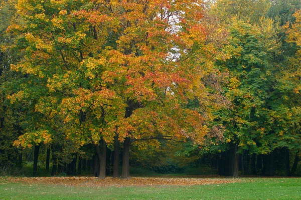 Multi-coloured trees — Stock Photo, Image