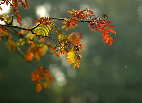 Warm autumn — Stockfoto