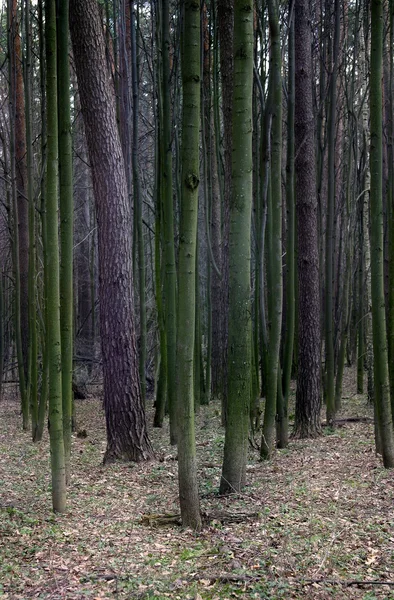 Linii drzew — Zdjęcie stockowe