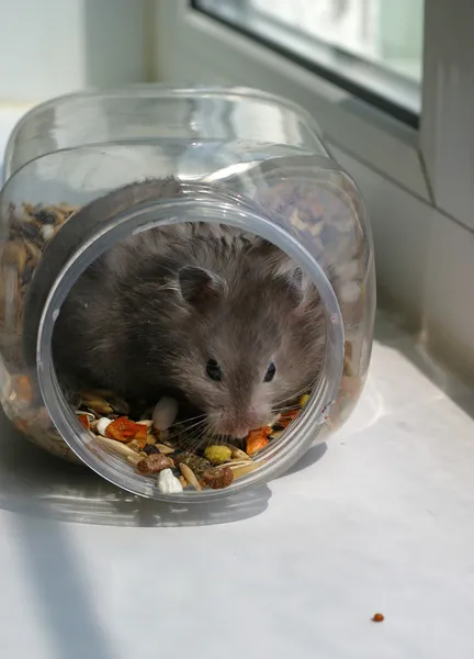 Banka hamster — Stok fotoğraf