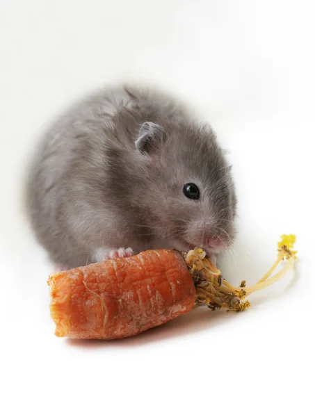 Gri hamster — Stok fotoğraf