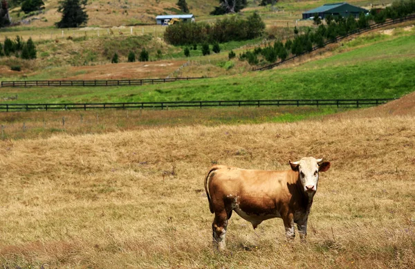 Weidende Kuh — Stockfoto