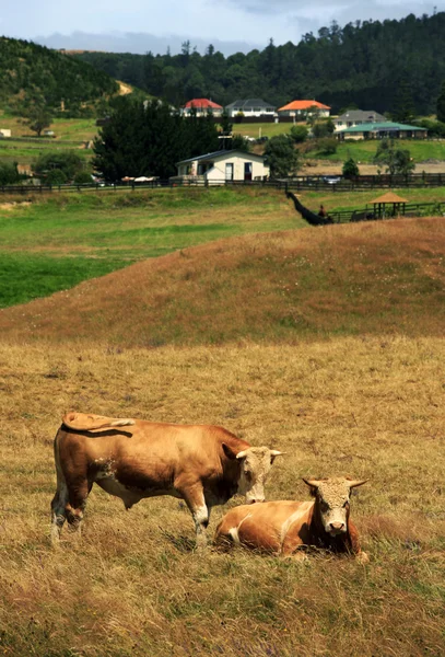 Grazing cows — Stock Photo, Image